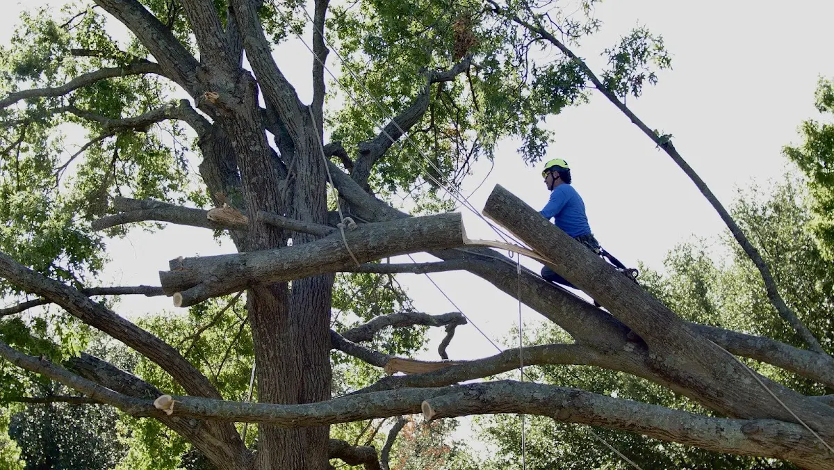 Professional Crown Thinning performed by certified arborists in Glenmora